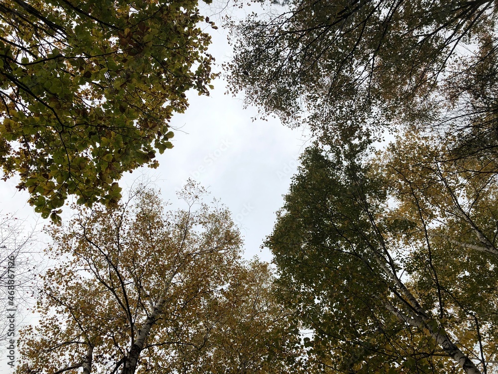 Fototapeta premium 木と空