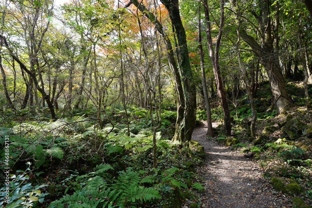 a fascinating autumn forest with a path, in the sunlight