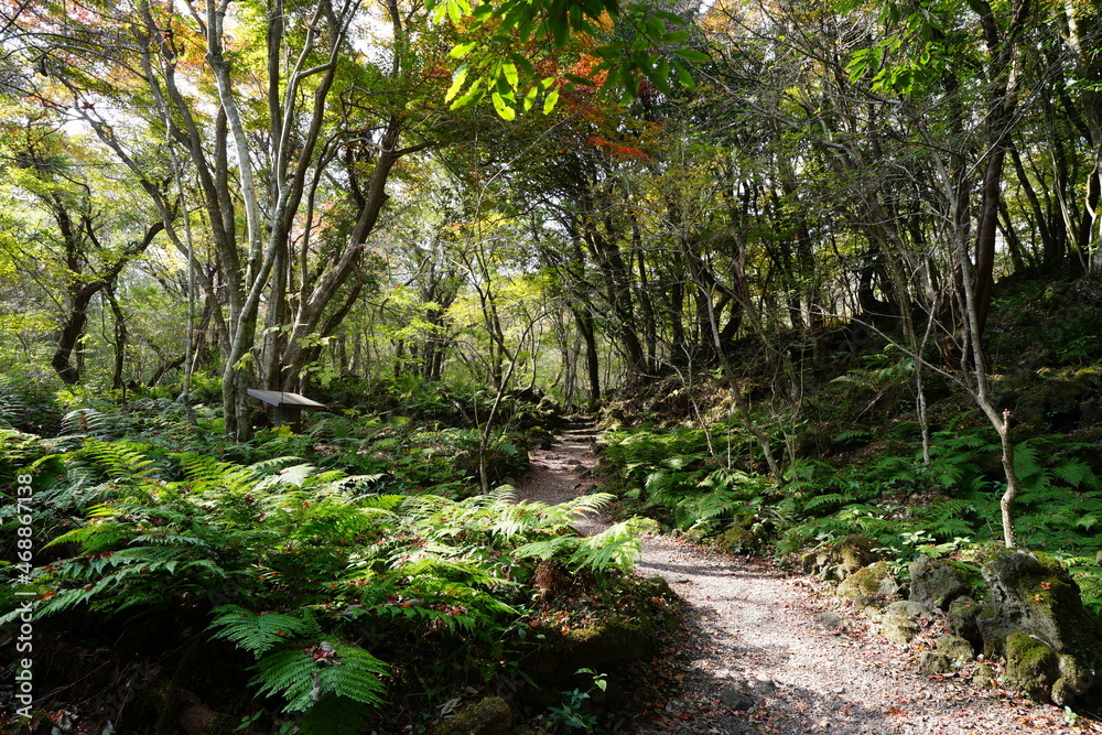 Obraz premium a fascinating autumn forest with a path, in the sunlight