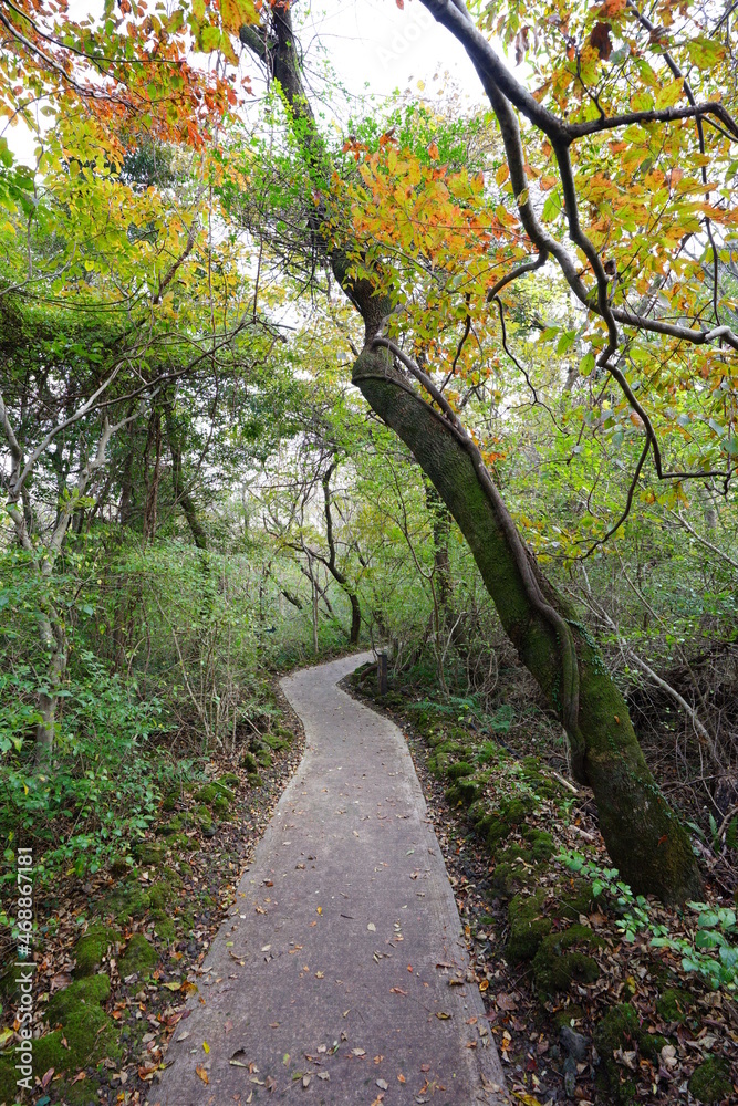 Fototapeta premium a fascinating autumn forest with a path, in the sunlight