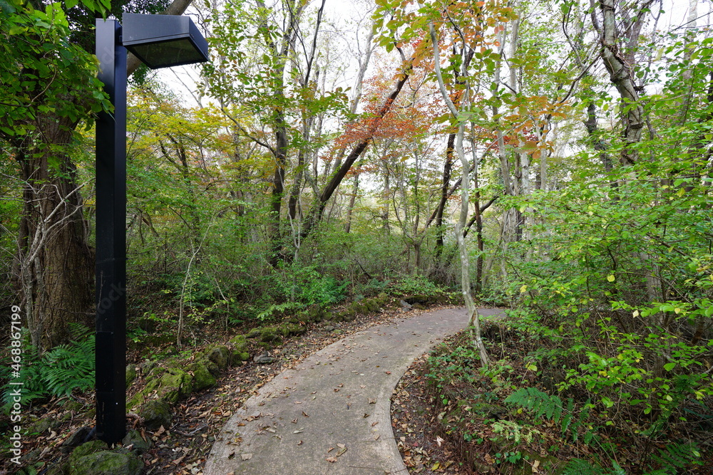 a fascinating autumn forest with a path, in the sunlight a fascinating autumn forest with a path, in the sunlight