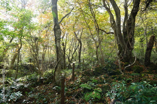 a dense autumn forest with vines and old trees