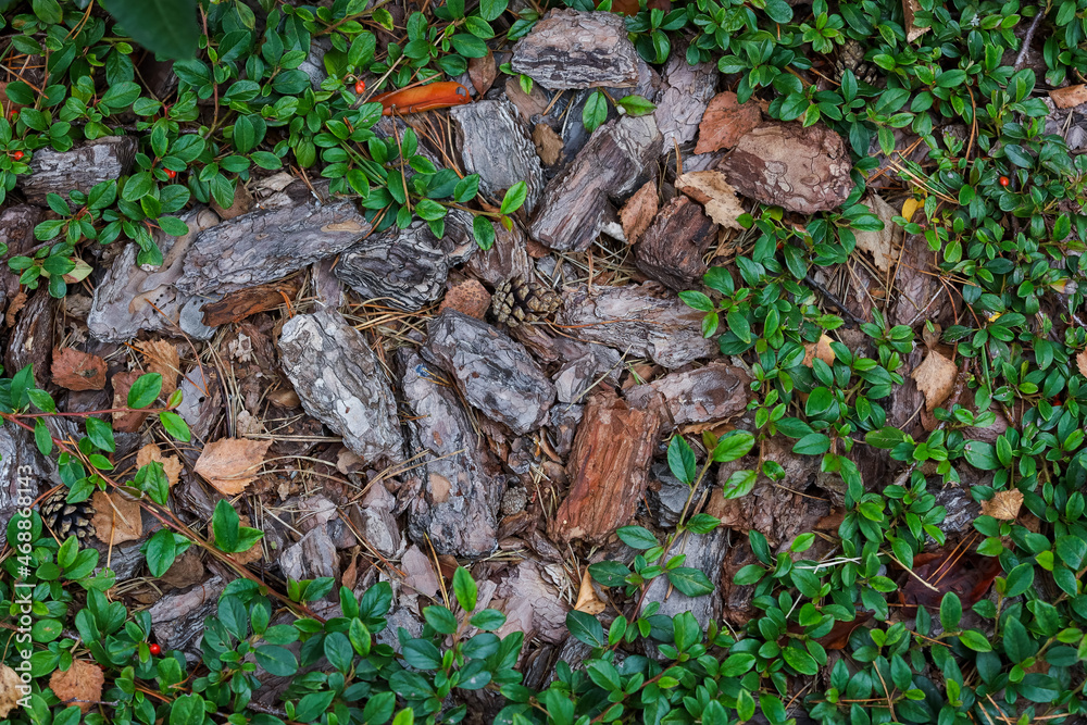 Tree bark on the ground. Background, green leaves, pine needles, stones. High quality photo Tree bark on the ground. Background, green leaves, pine needles, stones. High quality photo