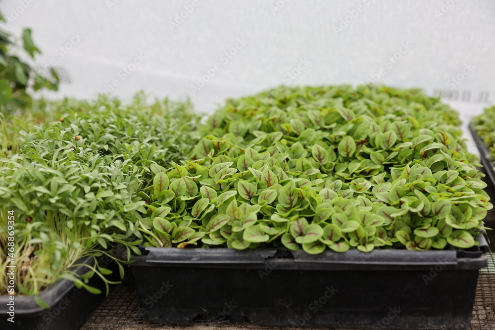 sorrel seedlings sorrel seedlings