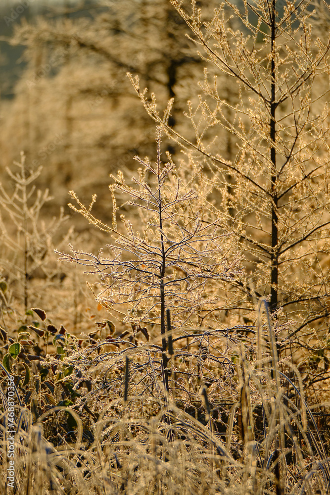 Frost-covered larch trees glitter in the morning sunrise. Frost-covered larch trees glitter in the morning sunrise.