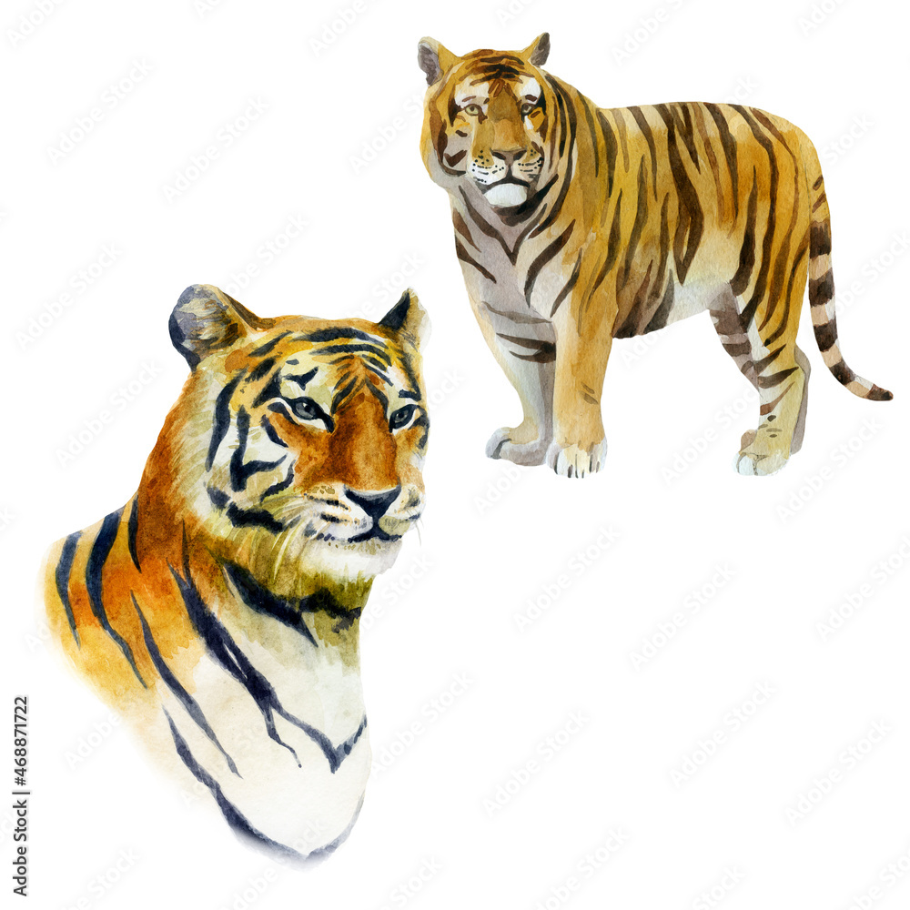 Obraz premium Watercolor illustration tiger set. Wild animals painted in watercolor. Portrait of a tiger.