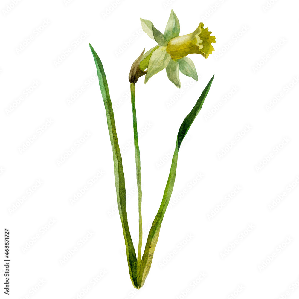 Watercolor illustration. Narcissus flower. Plant, hand-drawn in watercolor.