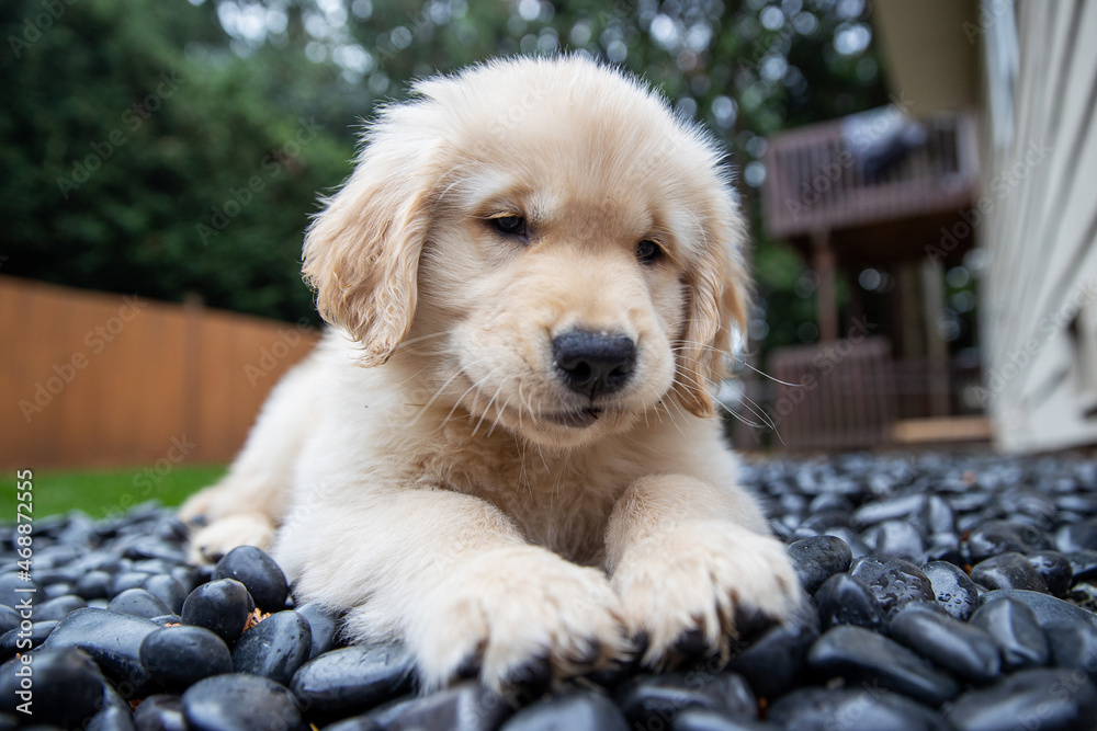 Black golden cheap retriever puppy
