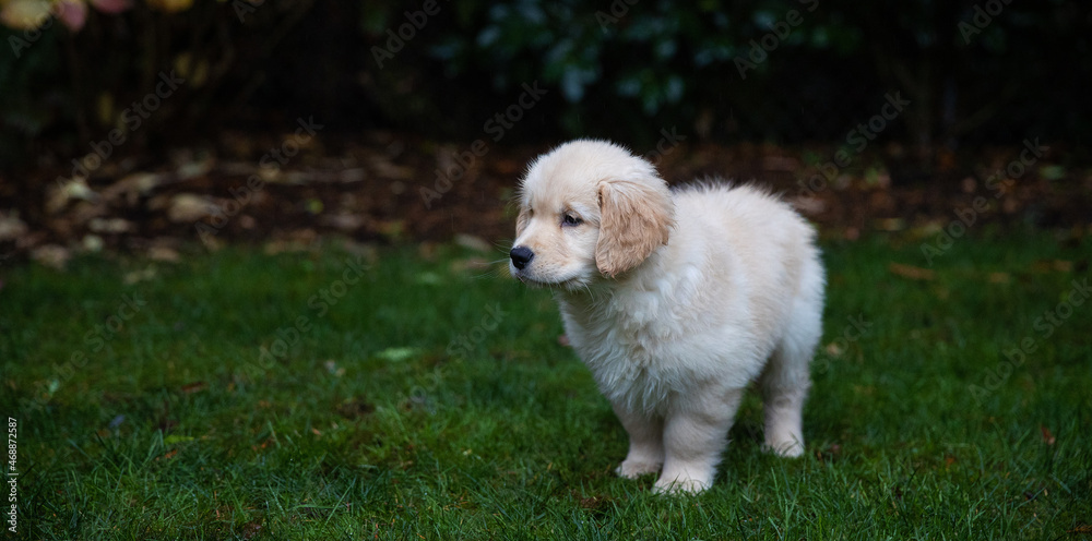 Cute fluffy golden retriever puppy dog standing outside in grass