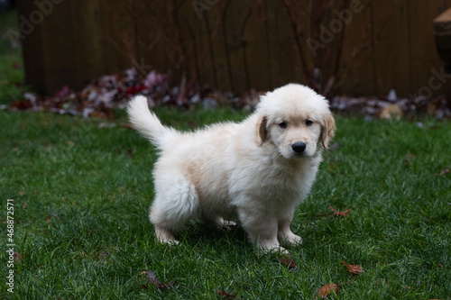 Golden retriver puppy dog peeing outside during potty training photo
