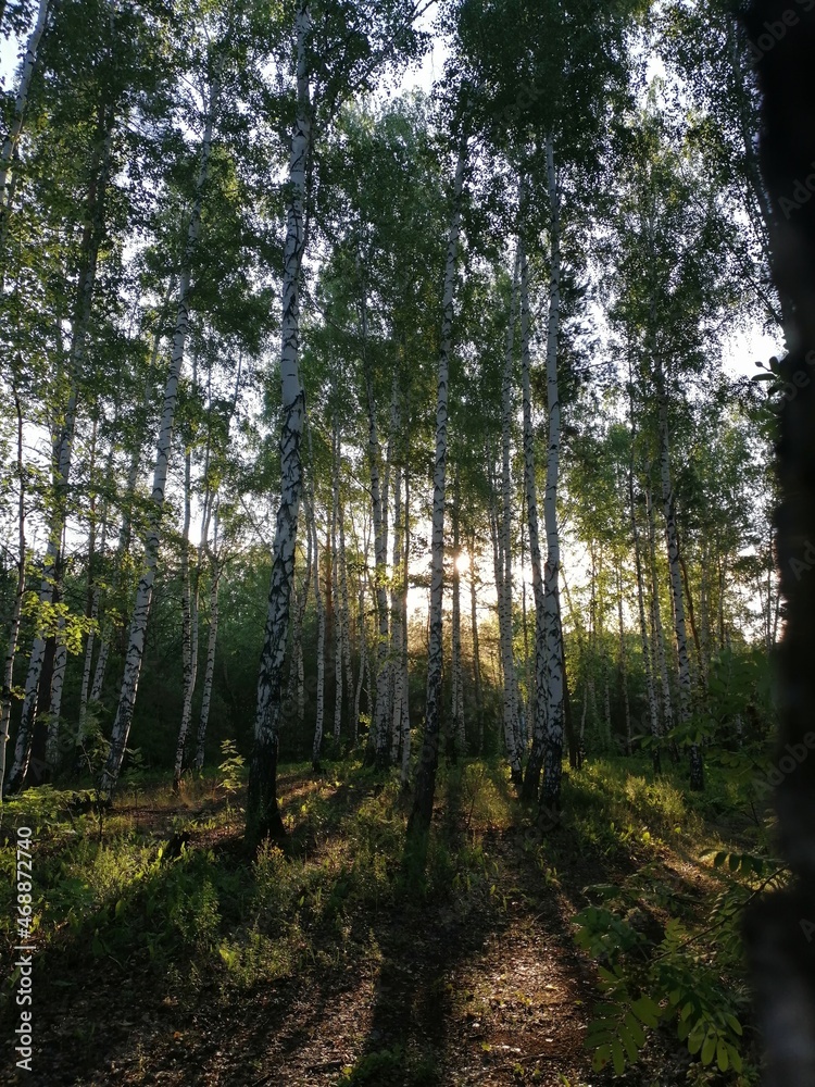 trees in the forest trees in the forest