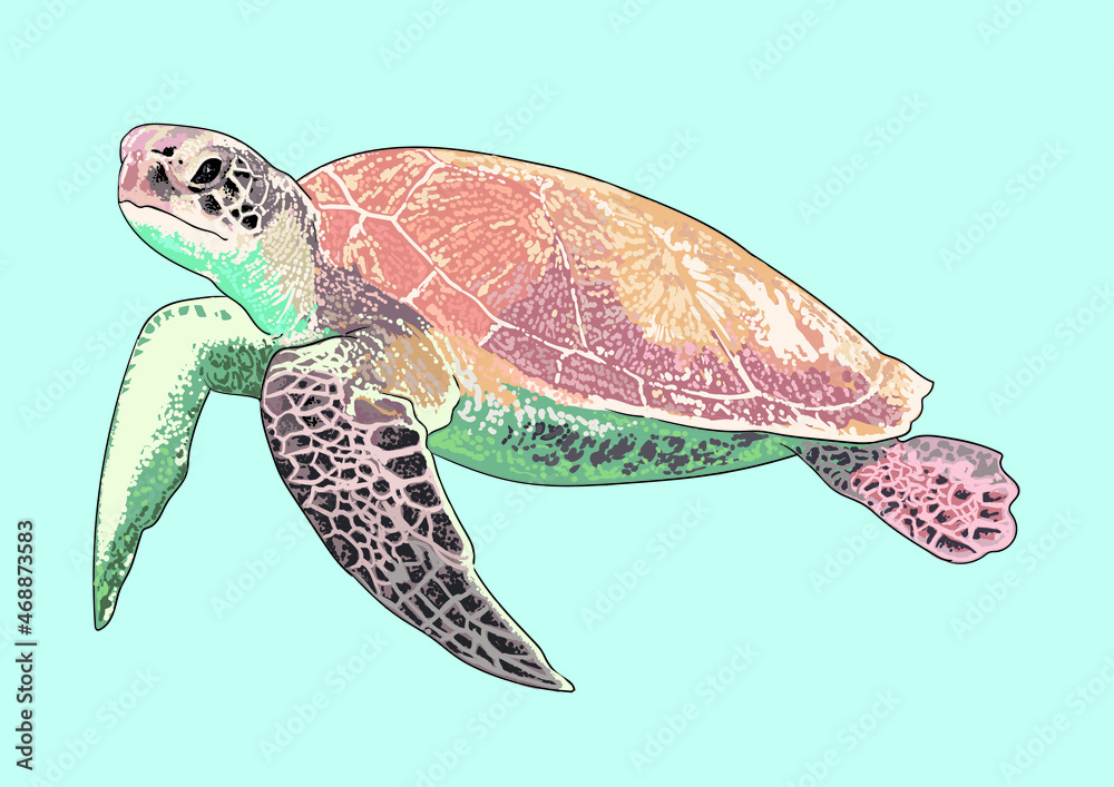 Obraz premium Marine turtle drawing, exotic, andengered, art.illustration, vector