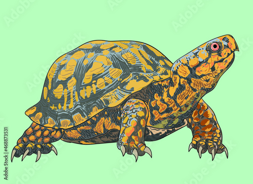 Eastern box turtle drawing, beautiful, art.illustration, vector