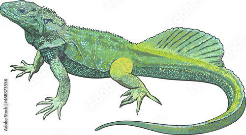 Sailfin lizard drawing, exotic, rare, art.illustration, vector