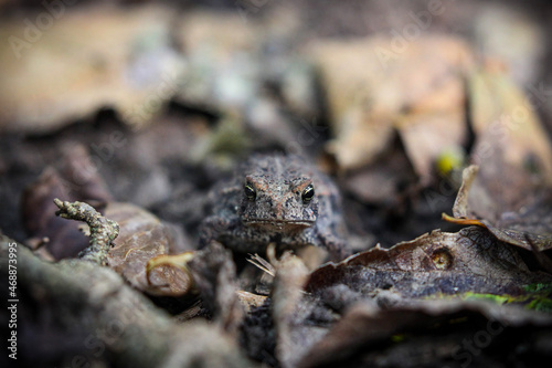 Frog Camouflaged In Leaves 