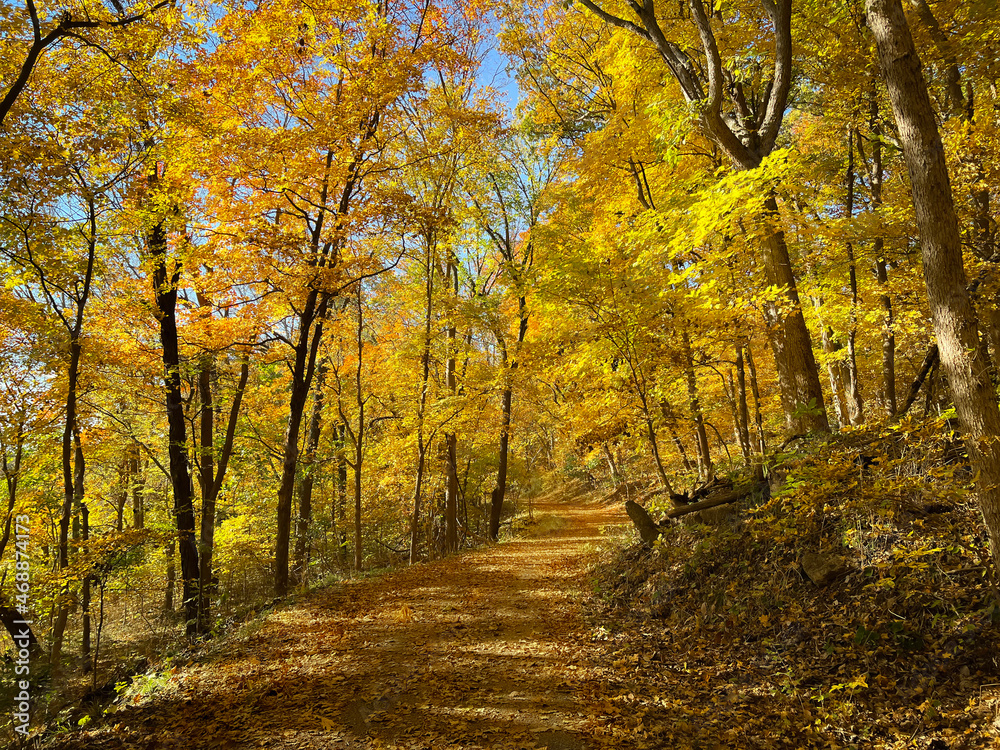 Yellow Leaf Path Through Woods