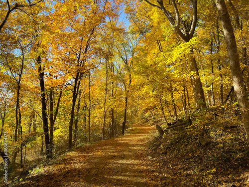 Yellow Leaf Path Through Woods