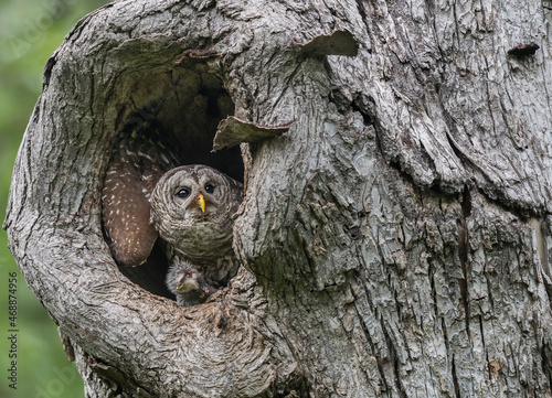 Mama owl Getting Ready to Stash Food photo