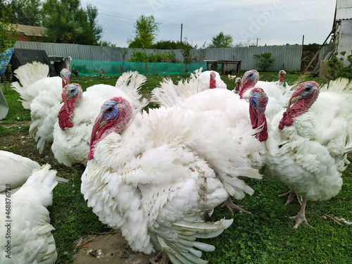 turkeys on the farm