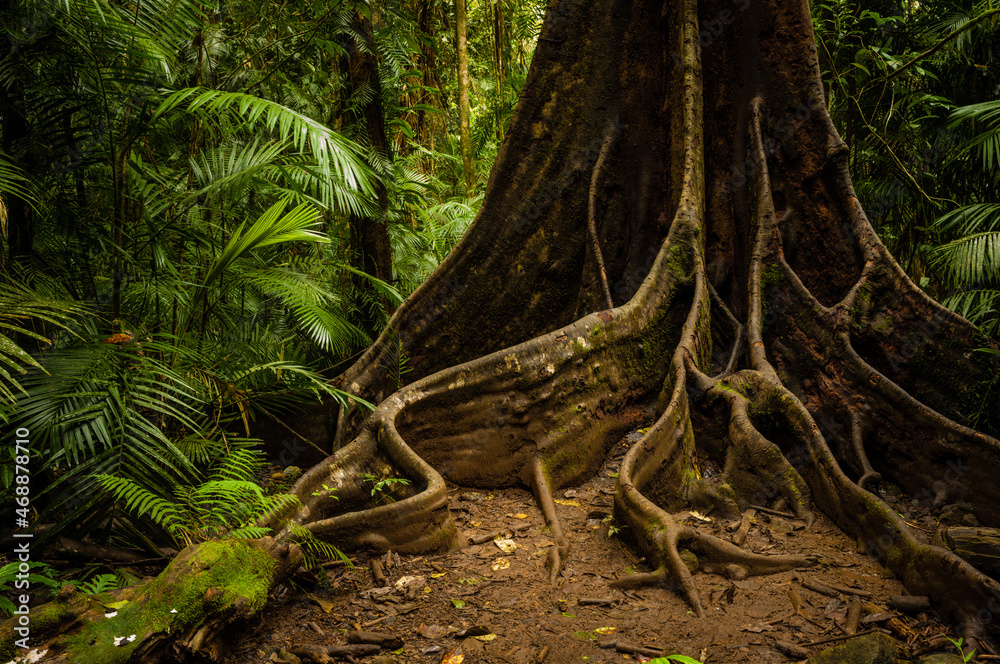 Ταπετσαρία Tree buttress roots, Wooroonooran National Park, Atherton Tablelands