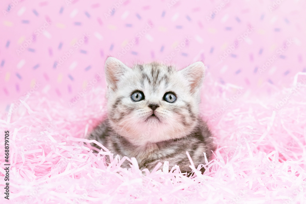 The cat lies in pink cut paper. The cat is isolated on a pink background.
