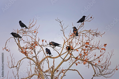 Crows or ravens gather in a mostly-bare tree during a cold day.