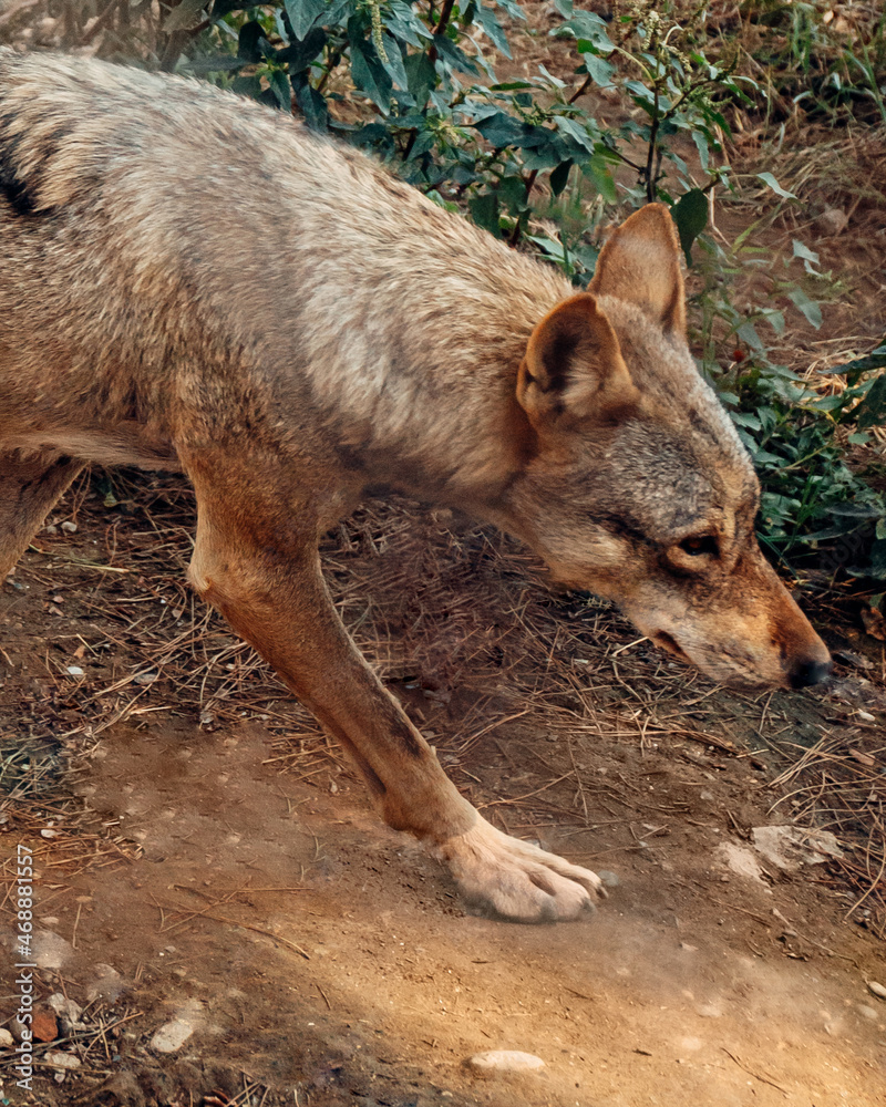 Wolf Wolf