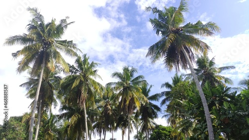 palm trees against blue sky © Wawan