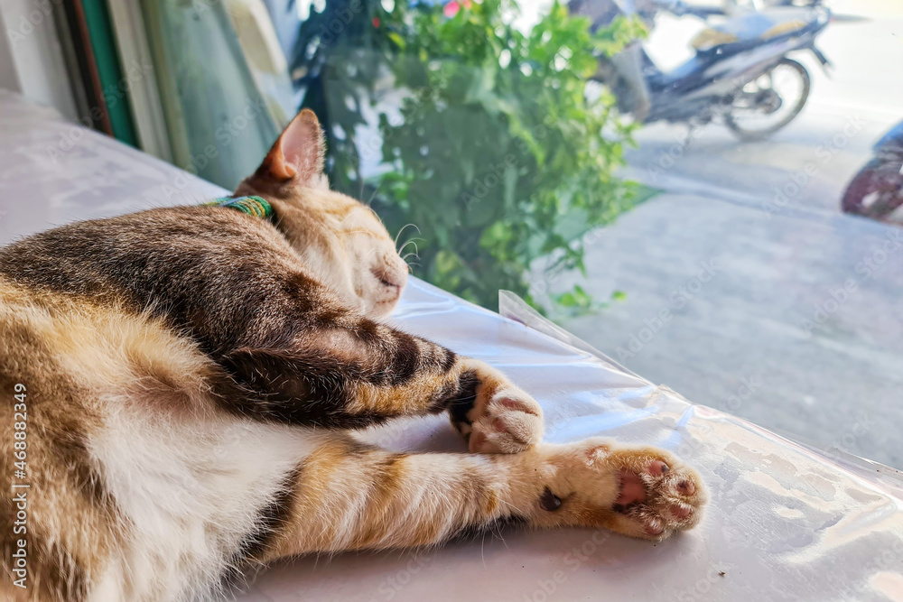 Obraz premium Yellow black cat cute pet sleep on top of table near window with blur city town background landscape