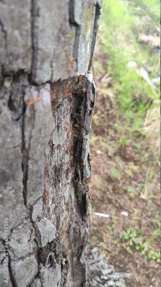 Fototapeta premium trunk of a tree