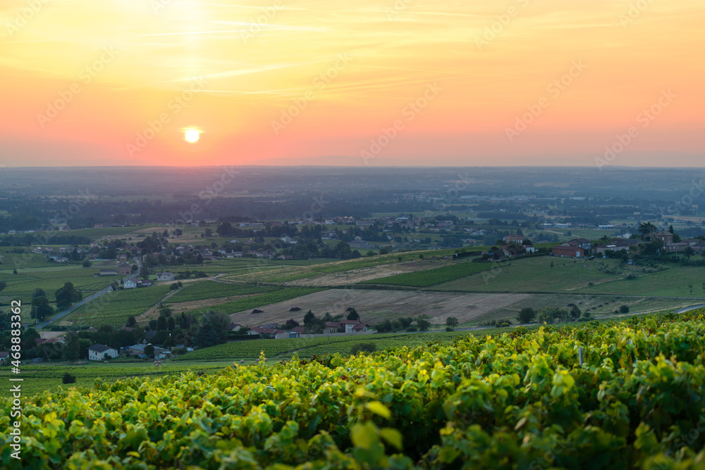 Lever du jour sur les vignes de Salles Arbuissonnas, Beaujolais