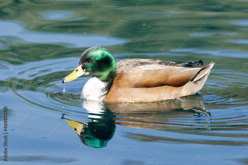 Fototapeta premium Mallard Duck adult male crossed with domestic duck. Sunnyvale, California, USA.