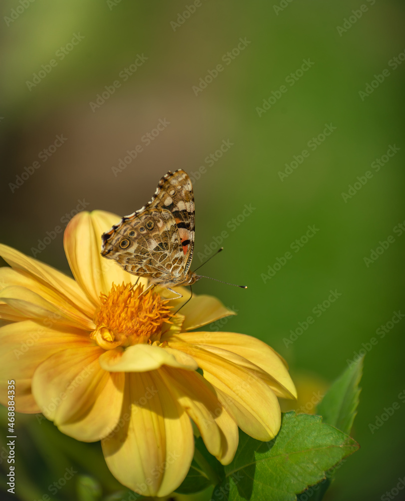 brown butterfly sips from yellow flower brown butterfly sips from yellow flower