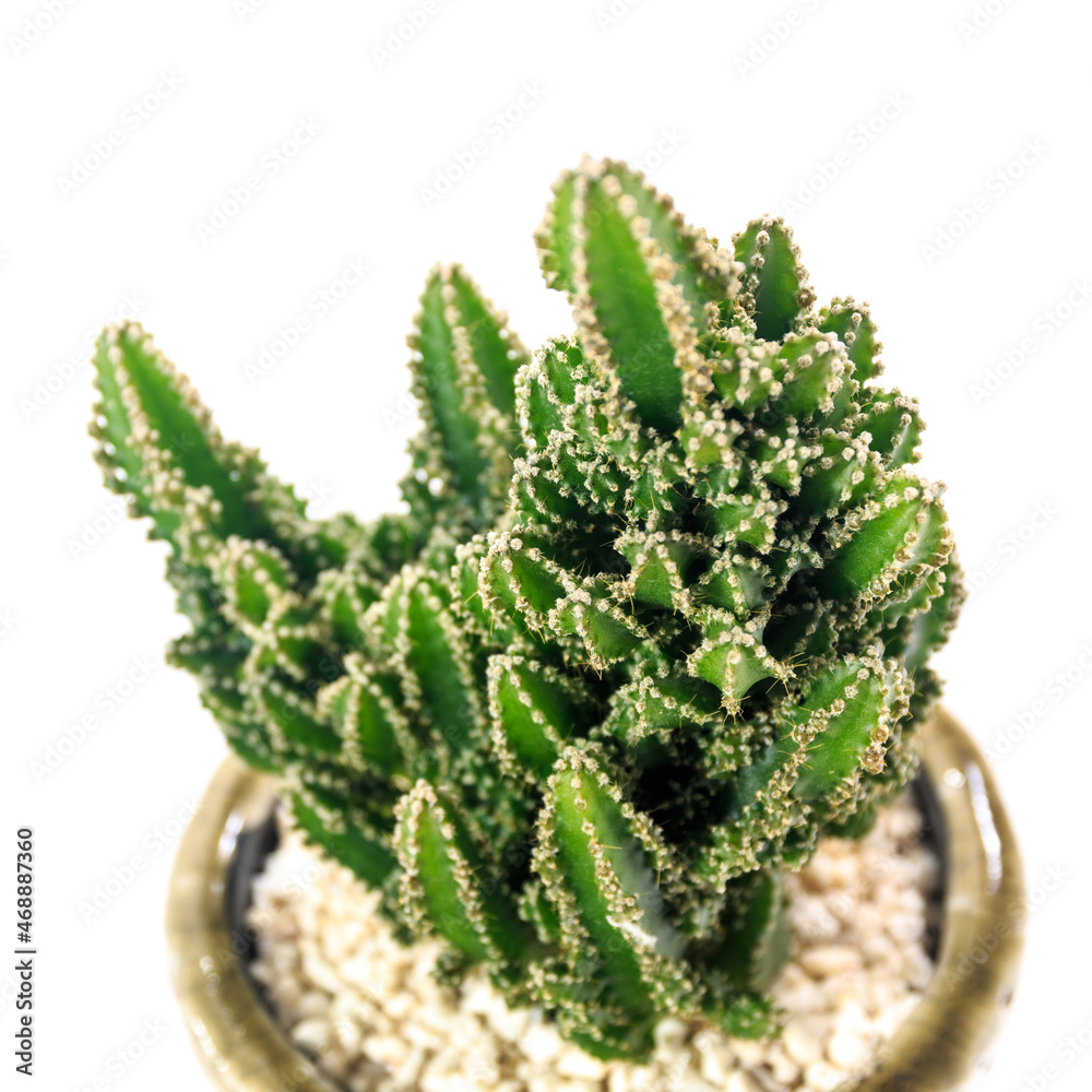 セレウス・ペルヴィアヌス（電磁波吸収サボテン） Stock Photo Adobe Stock