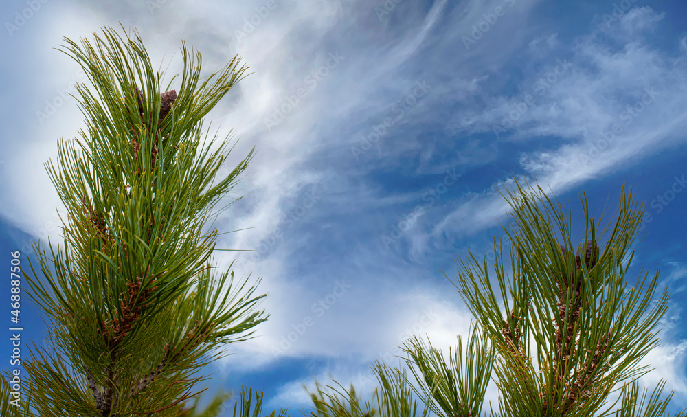 green cedar branches against the blue sky. Kamchatka Peninsula green cedar branches against the blue sky. Kamchatka Peninsula
