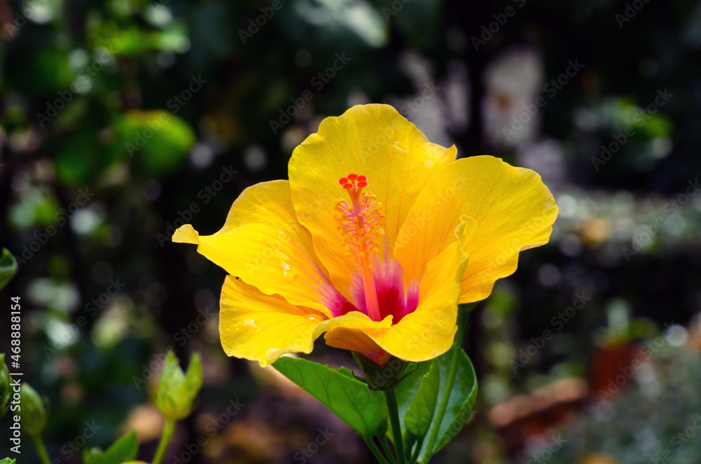 Beautiful yellow big hibiscus flower (Hibiscus rosa sinensis) with bee on green nature background.