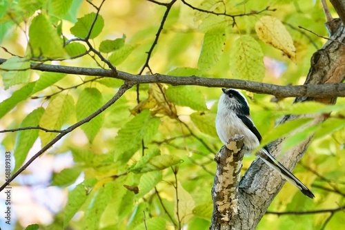 long tailed tit in the forest