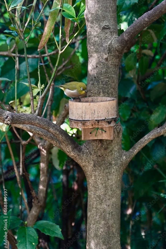 white eye in the forest