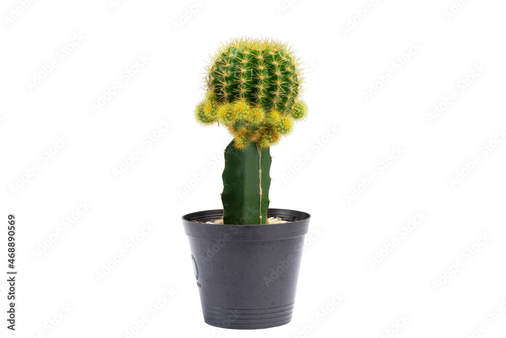 Cactus plant in vase isolated on white background.