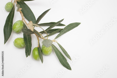 Fresh green olives on a branch on a white background