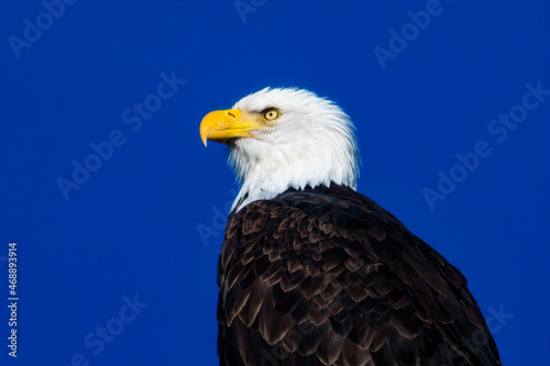 american bald eagle © Keith