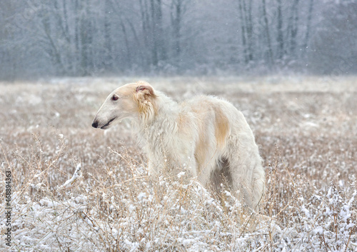 Beautiful russian borzoi dog in snow