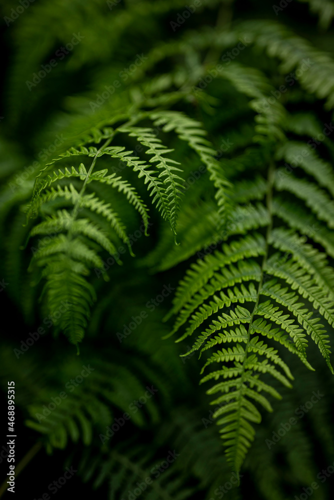 Close up of fresh green common lady fern (Athyrium filix-femina) with fan shaped leaves. Also suitable as an abstract background for themes related to nature and sustainability.