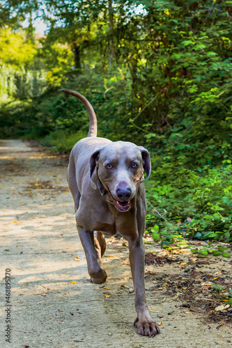 Weimaraner running down a path surrounded by forest.