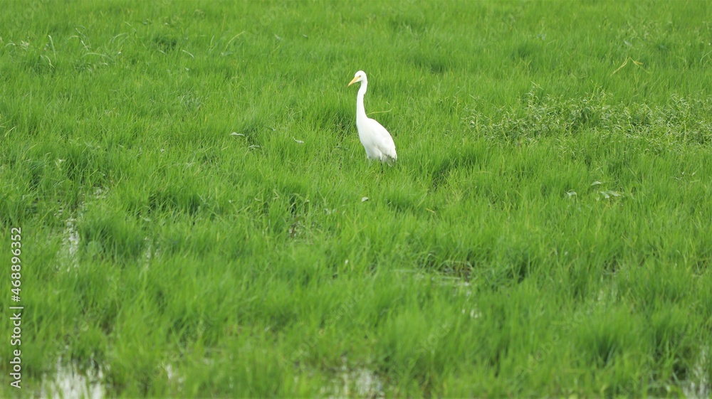 Fototapeta premium One of the white cranes stands on a green lake