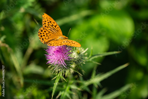 Close up of a silver-washed fritillary (Argynnis paphia) butterfly on a purple thistle flowerhead. The largest Central European fritillary butterfly has bright orange upper wings with brown spots.