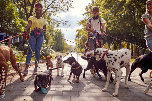 Group of dog walking on leash with three professional dog walker