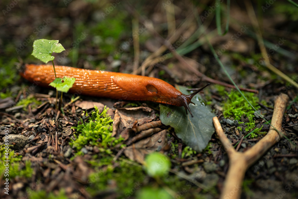 Obraz premium Close up of a red slug (Arion rufus) crawling over a forest floor. The red slug is known from a variety of natural habitats such as forests, meadows, gardens and agricultural landscapes.
