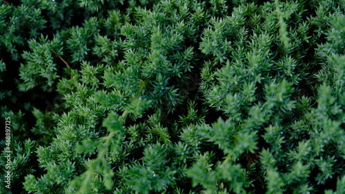 Dwarf Japanese garden juniper creeping - Juniperus horizontalis. Juniper hedge texture as coniferous natural textured background. Botanical pattern for graphic design and wallpaper. Close-up.