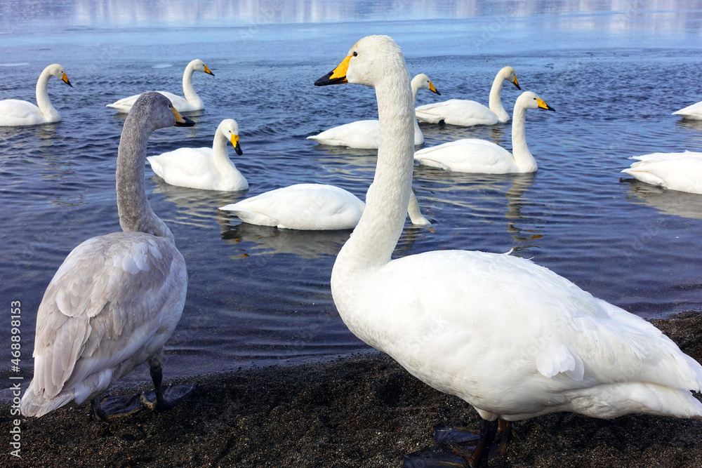Obraz premium Swan at Lake Kussharo in Hokkaido, Japan
